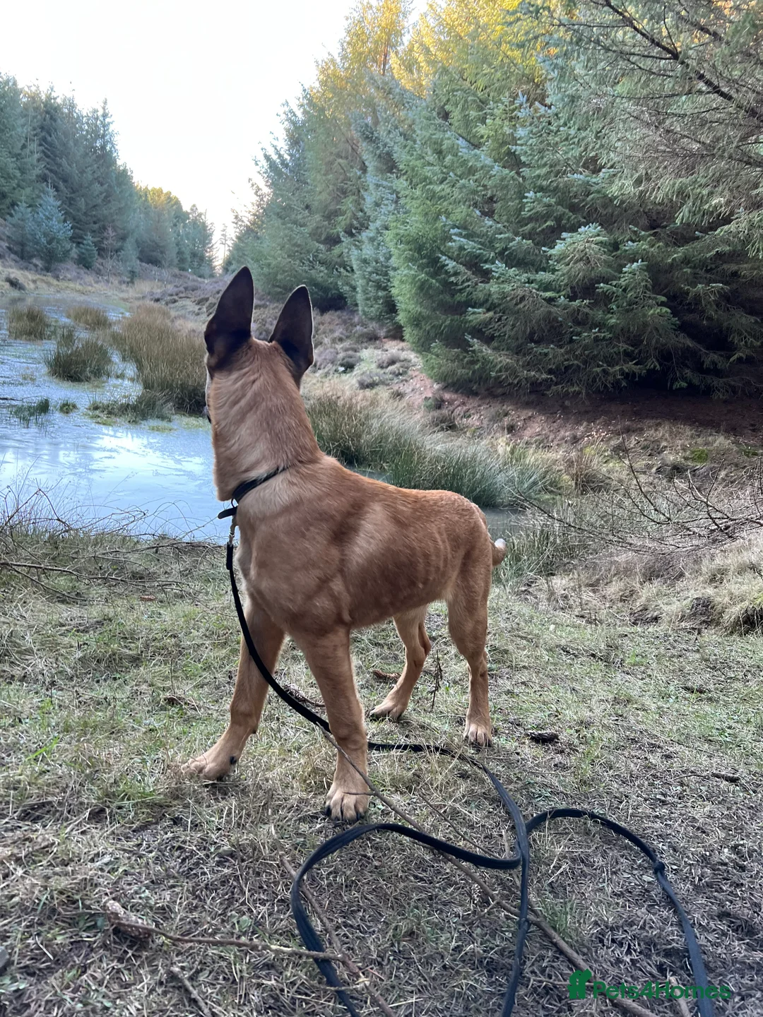 Belgian Shepherd Dog dogs for sale: Absolutely stunning 6 month old Belgium malinois - Advert 4
