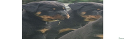 Rottweiler dogs for sale: Rottweiler Puppies KC Registered- Ready to Leave - Advert 9