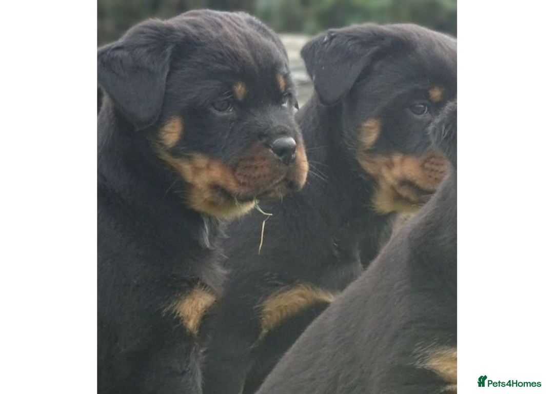 Rottweiler dogs for sale: Rottweiler Puppies KC Registered- Ready to Leave - Advert 9