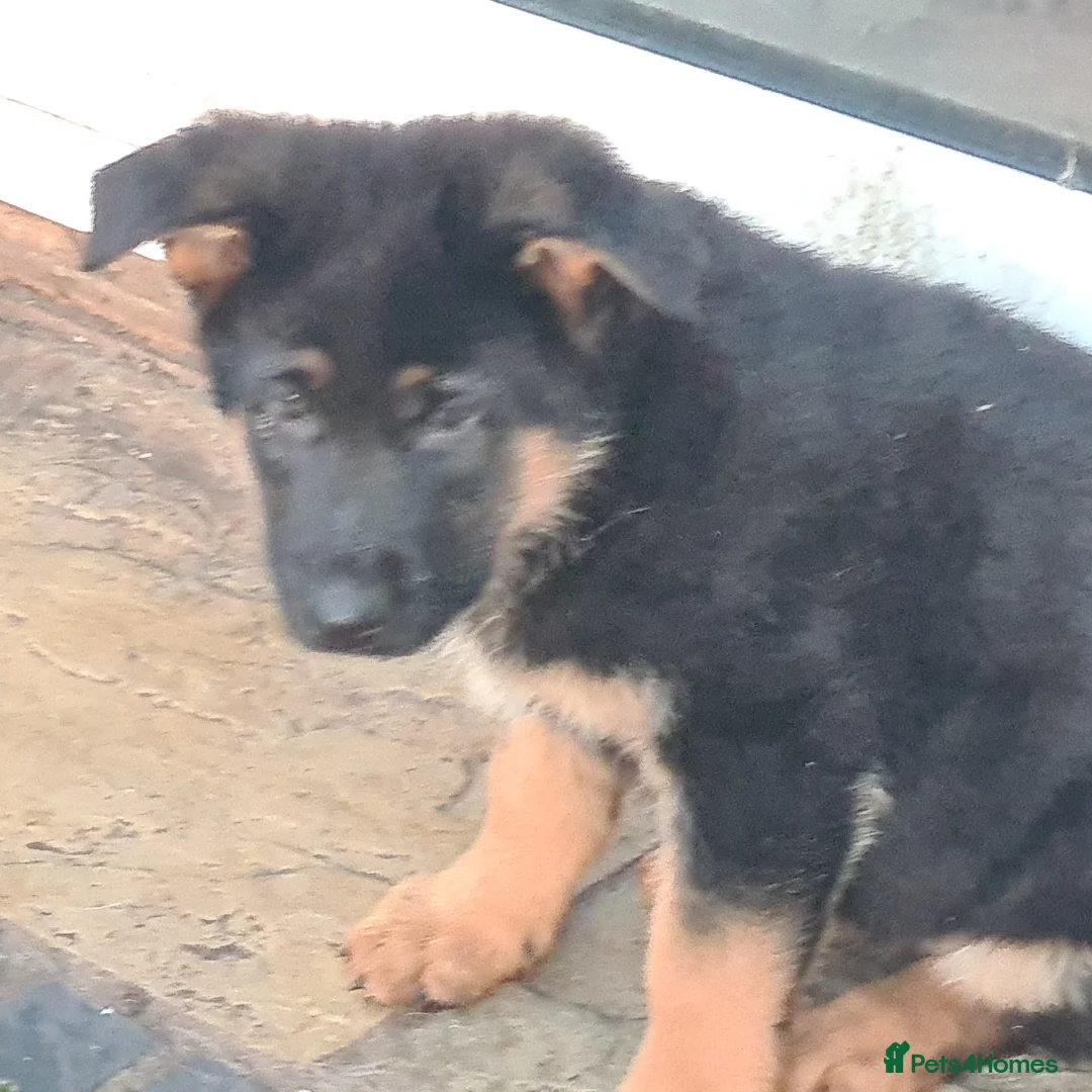 German Shepherd dogs for sale: Straight backed German Shepherd  - Advert 9