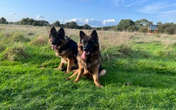 German Shepherd dogs for stud: Herman Kennel Club registered GSD-stud in Doncaster - Image 12