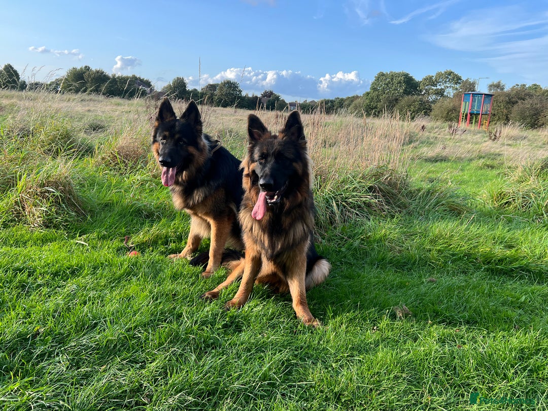 German Shepherd dogs for stud: Herman Kennel Club registered GSD-stud in Doncaster - Image 12