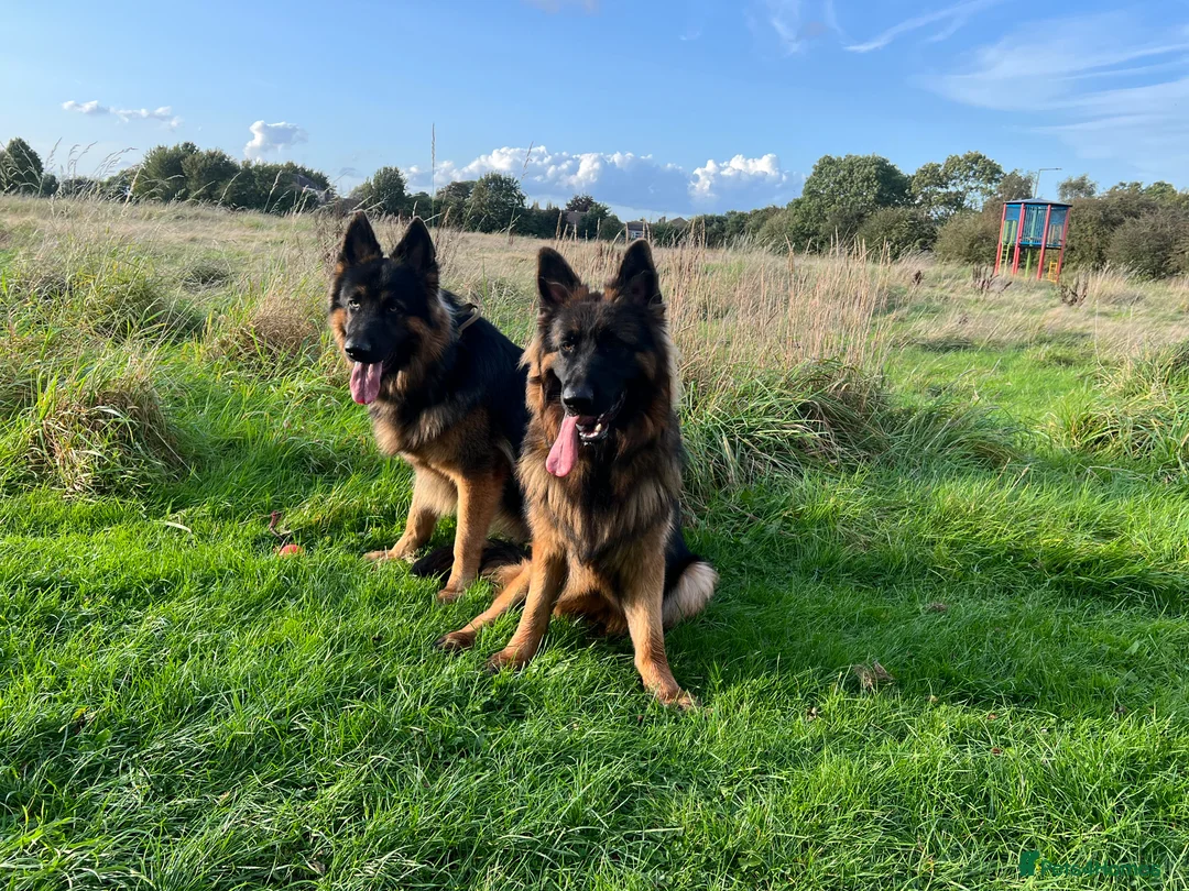 German Shepherd dogs for stud: Herman Kennel Club registered GSD-stud in Doncaster - Advert 12