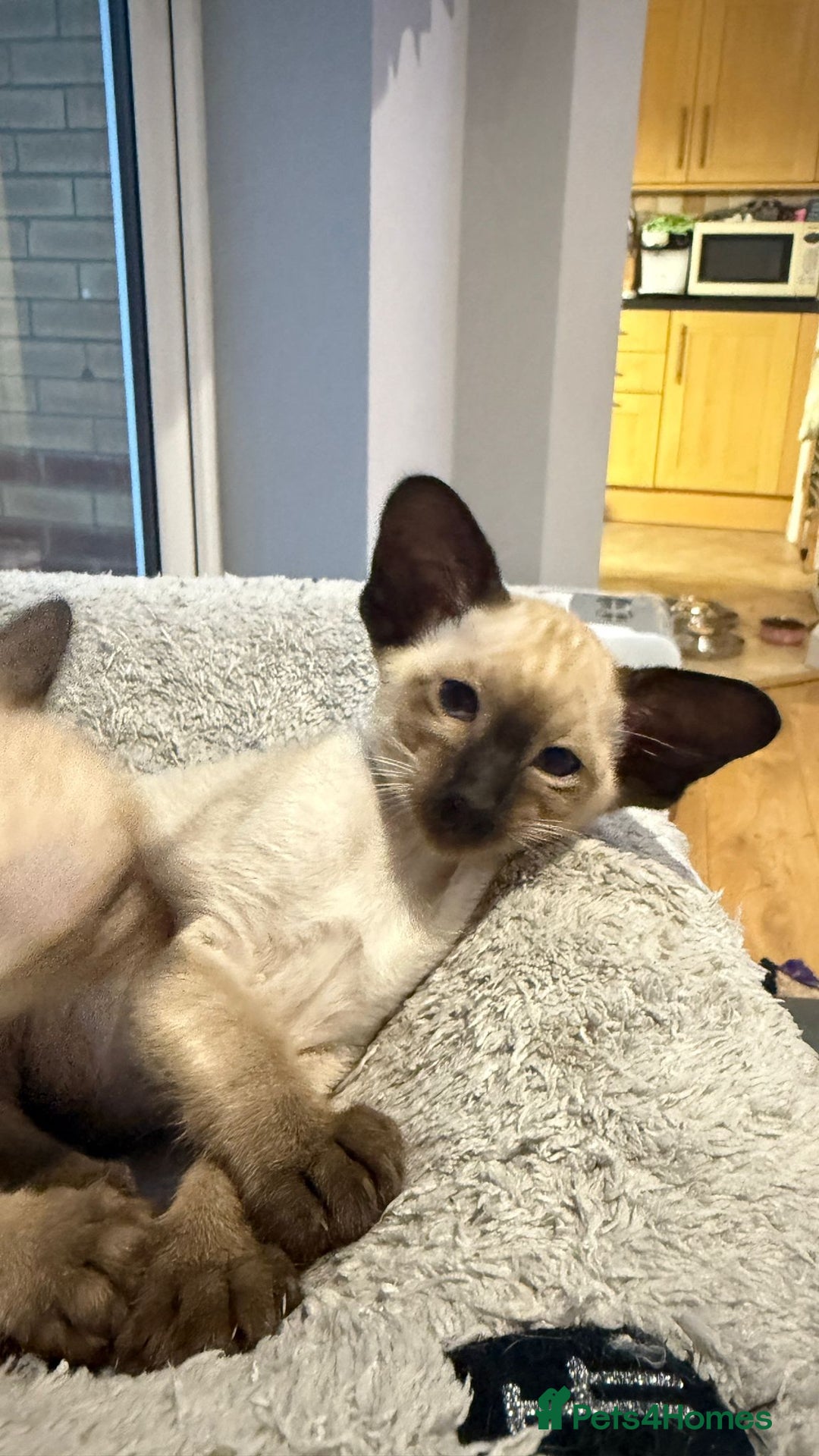 Siamese cats for sale: Siamese GCCF Registered Kittens - Image 14