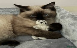 Ragdoll cats for sale: Gorgeous SealPoint Ragdoll Looking for Loving Home - Image 11