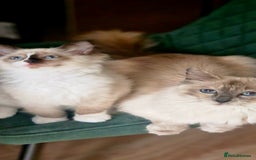Ragdoll cats for sale: Beautiful Ragdoll Kittens Ready Now - Image 3