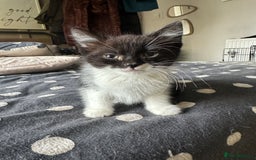Mixed Breed cats for sale: Kittens - Image 11