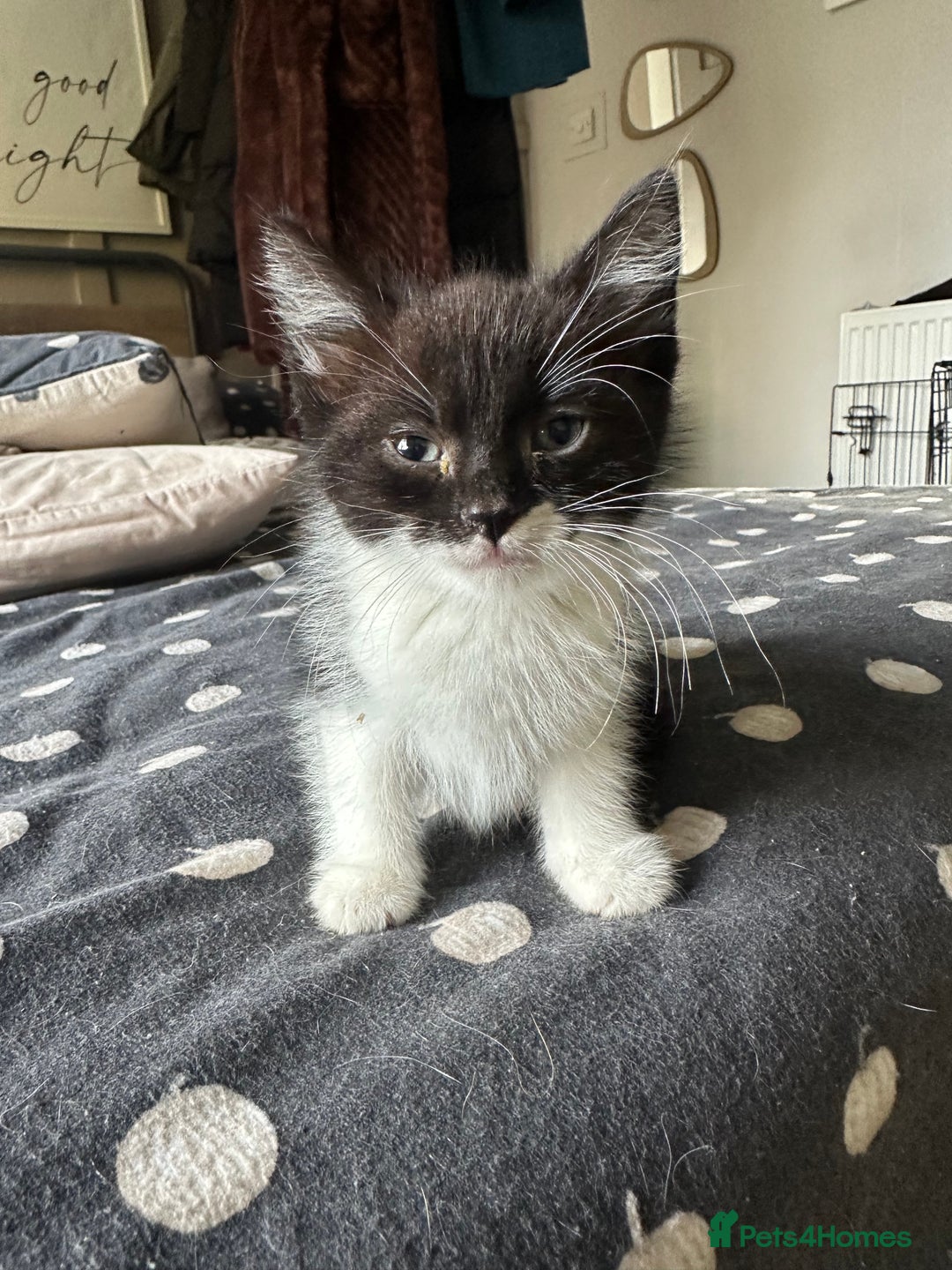 Mixed Breed cats for sale: Kittens - Image 11