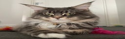 Maine Coon cats for stud: Champion Blue silver Maine Coon TICA GCCF Pedigree in Irvine - Advert 3