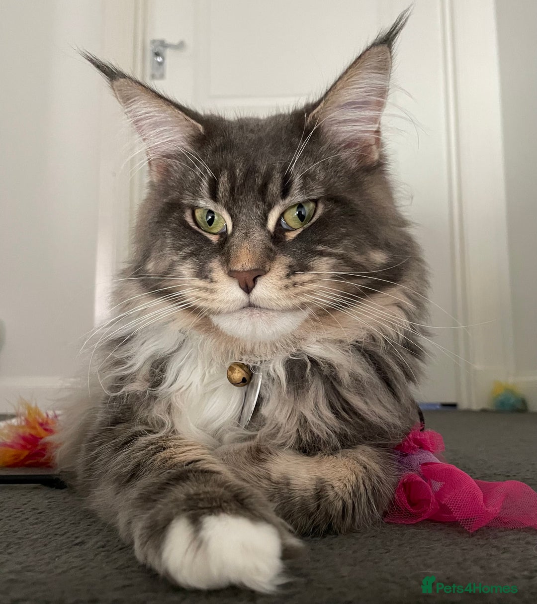 Maine Coon cats for stud: Champion Blue silver Maine Coon TICA GCCF Pedigree in Irvine - Advert 3