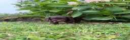 Cockapoo dogs for sale: 6 beautiful F1 cockapoo pups for sale in Neath - Advert 14
