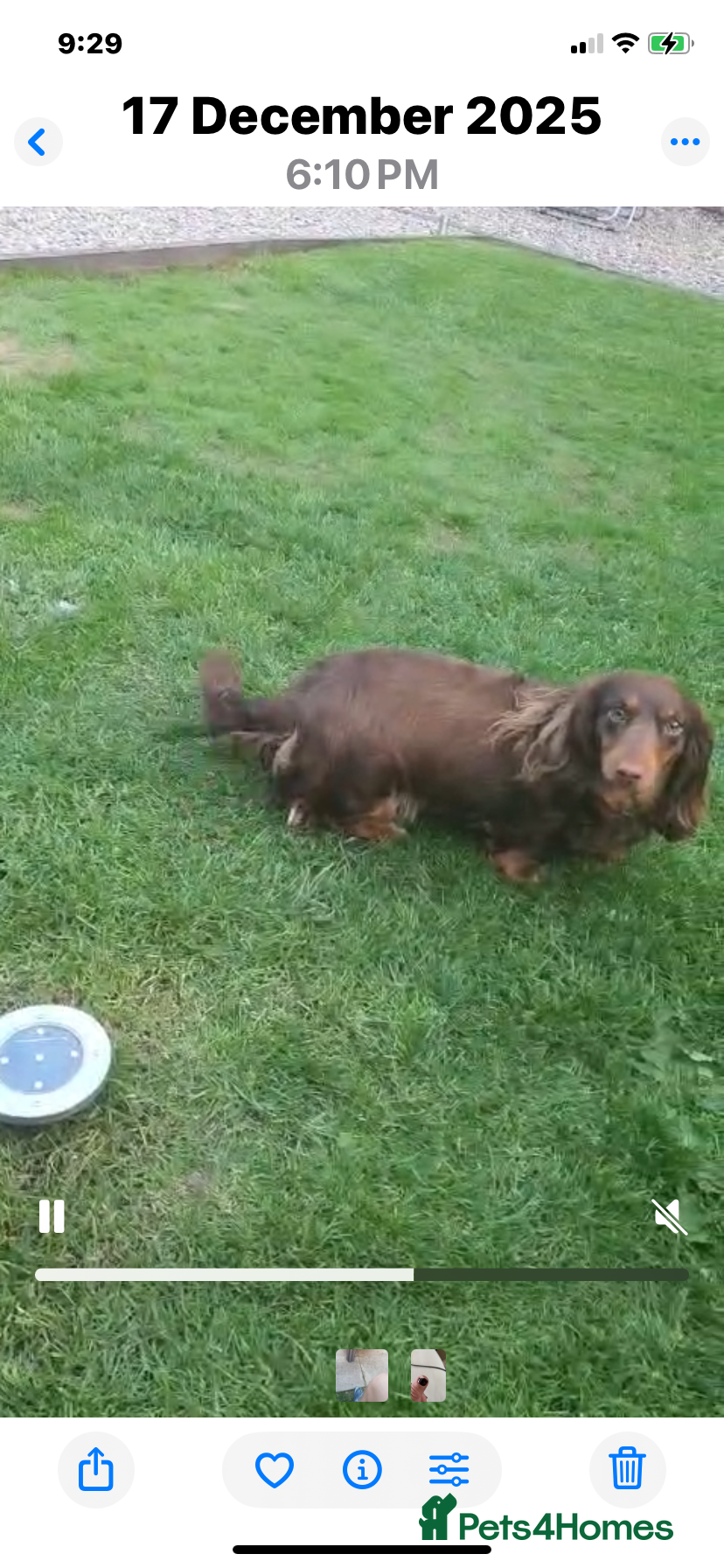 Dachshund dogs Dachshund longhair  - Advert 5
