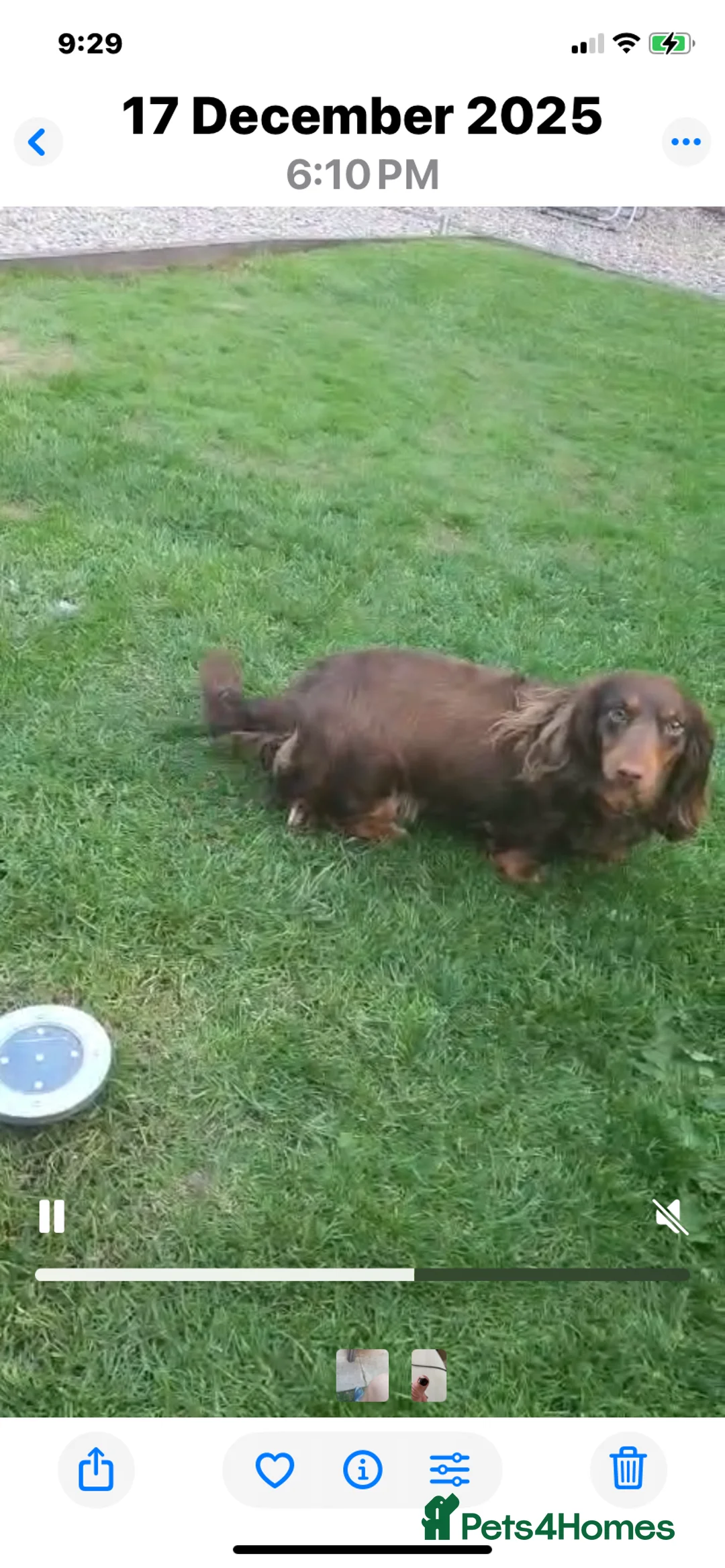 Dachshund dogs for sale: Dachshund longhair  - Advert 1