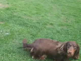 Dachshund dogs Dachshund longhair - Advert 5