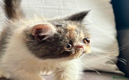 Exotic cats for sale: Exotic kiittens - Image 4
