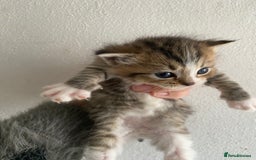 RagaMuffin cats for sale: Beautiful Ragdoll kittens  - Image 22