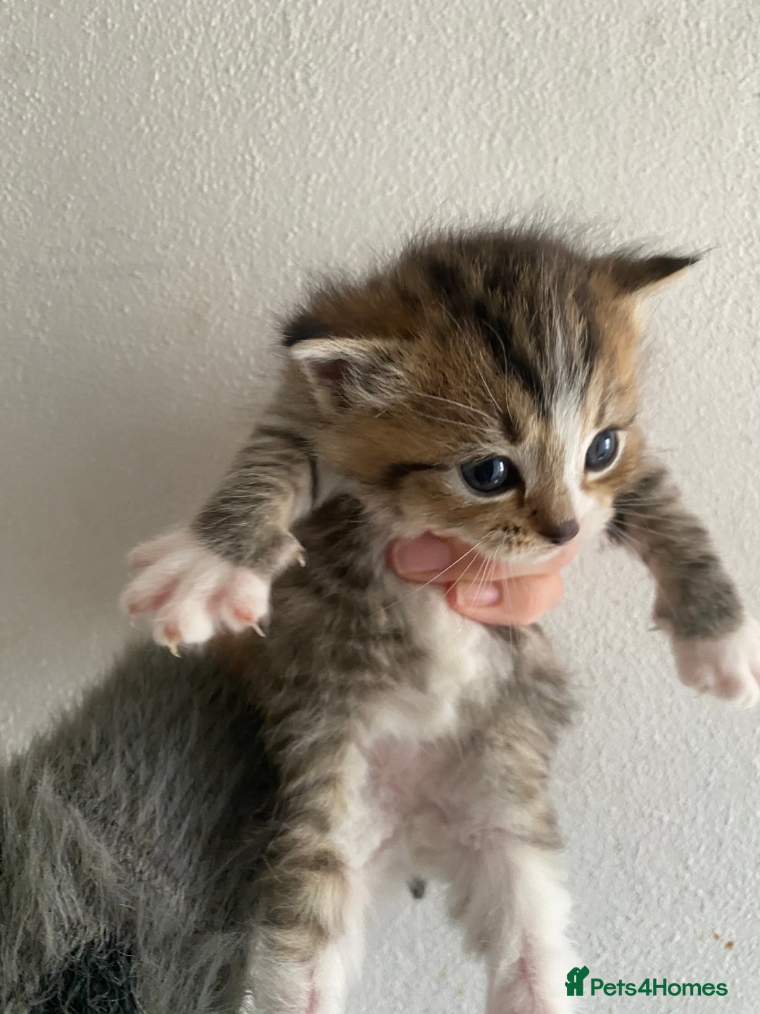RagaMuffin cats for sale: Beautiful Ragdoll kittens  - Image 22