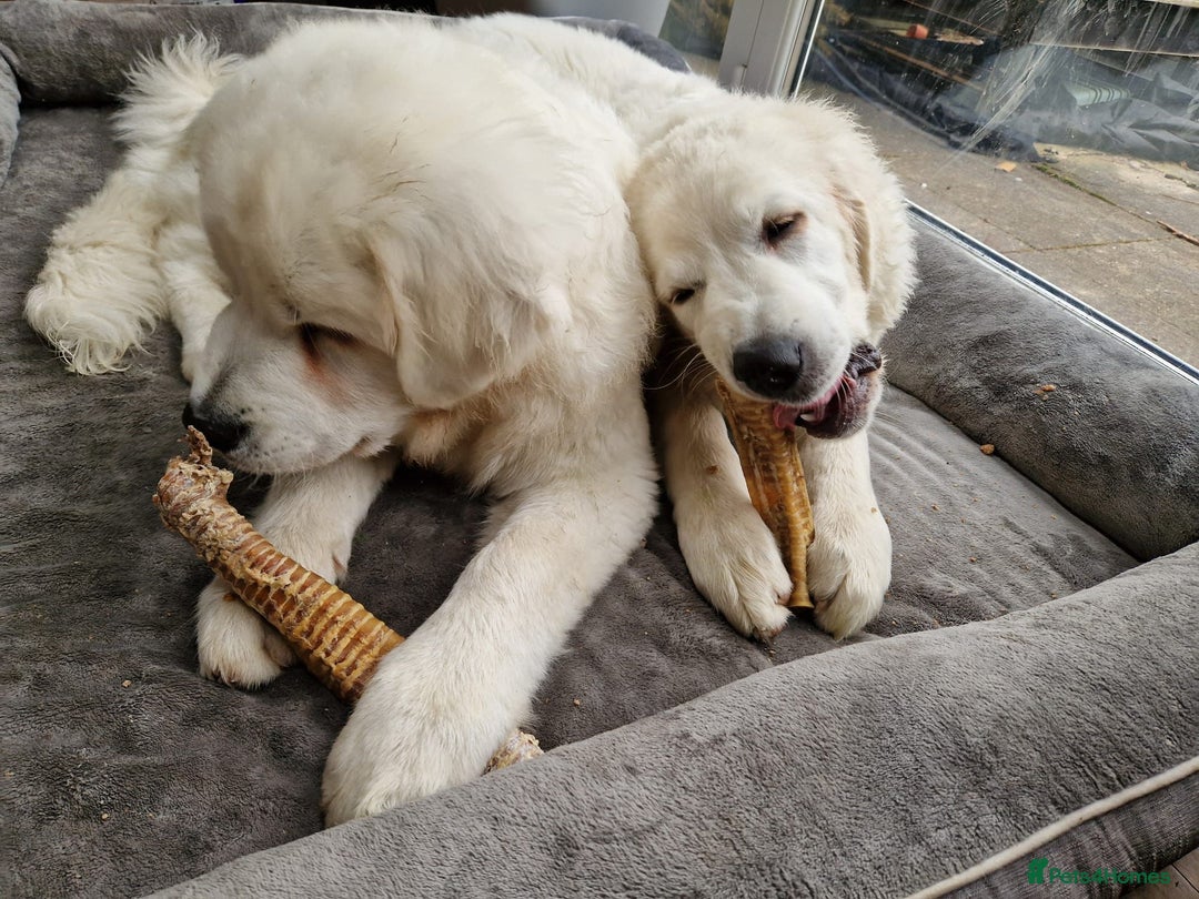 Pyrenean Sheepdog dogs for sale: Polish Tatra Shepherd (Owczarek Podhalański) - Advert 6