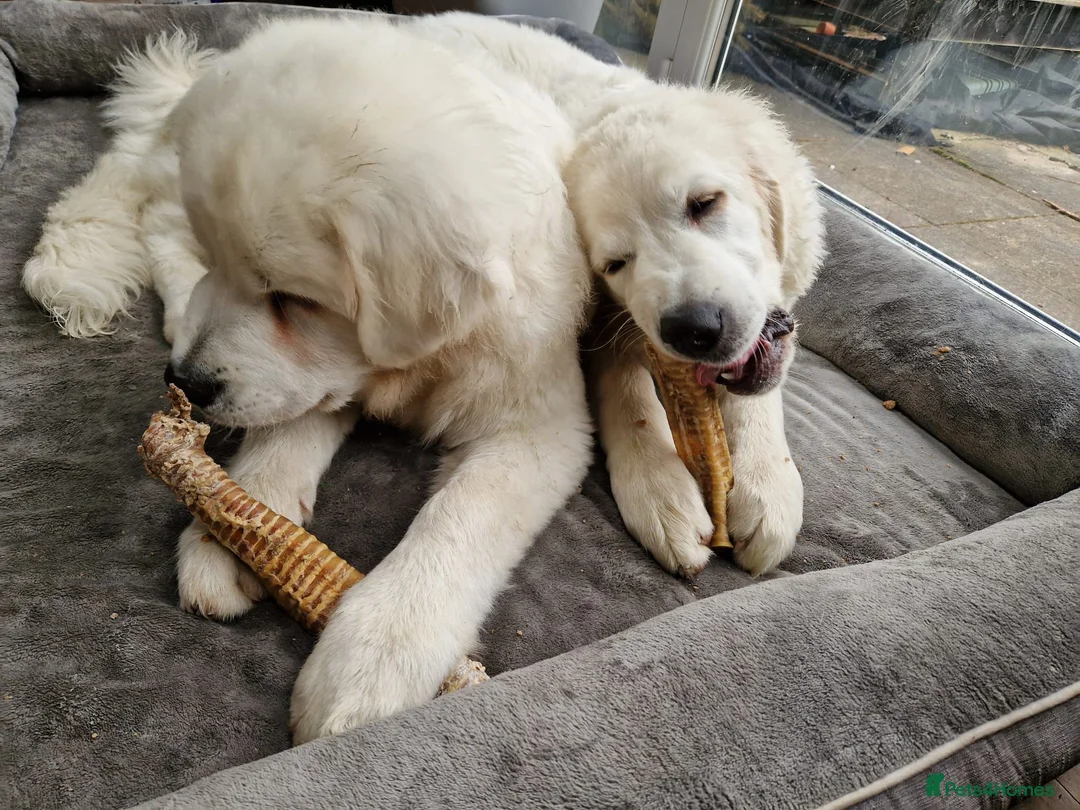 Pyrenean Sheepdog dogs for sale: Tatra Shepherd/Owczarek Podhalański PREMIUM MALE - Advert 6