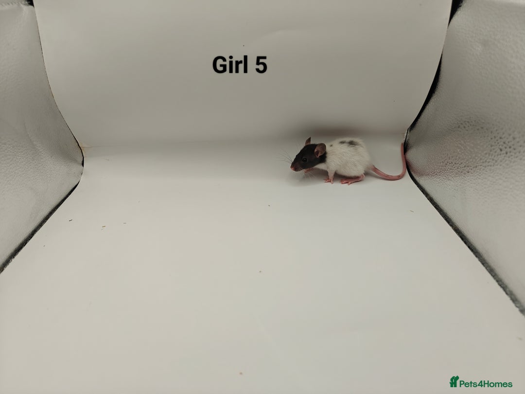 Rat rodents for sale: JAN: 27 Rats (21 Rats: 10 Boys & 11 Girls Left) - Advert 19