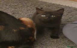 British Shorthair cats for sale: Two beautiful kittens ready for new home - Advert 5