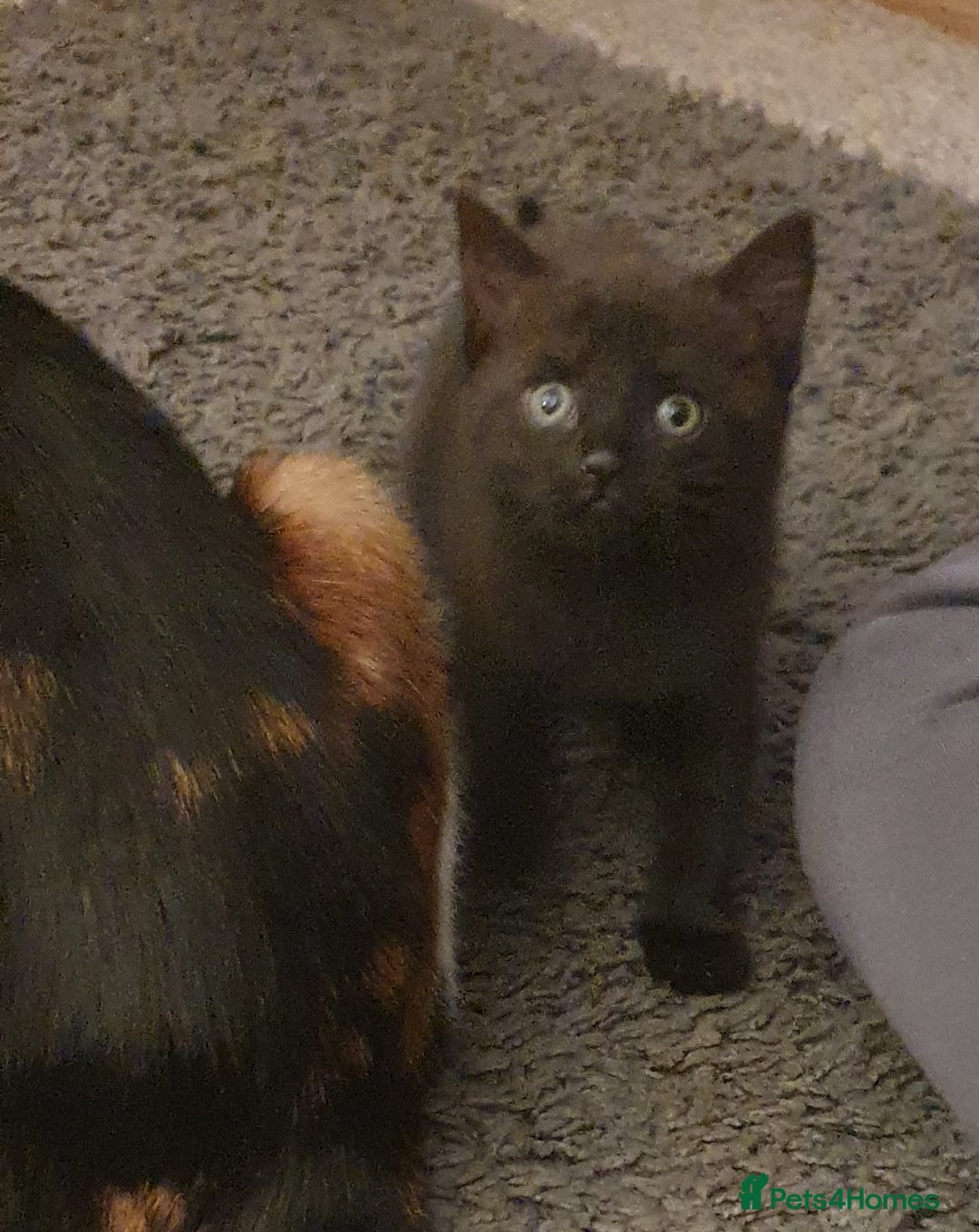 British Shorthair cats for sale: Two beautiful kittens ready for new home - Advert 5