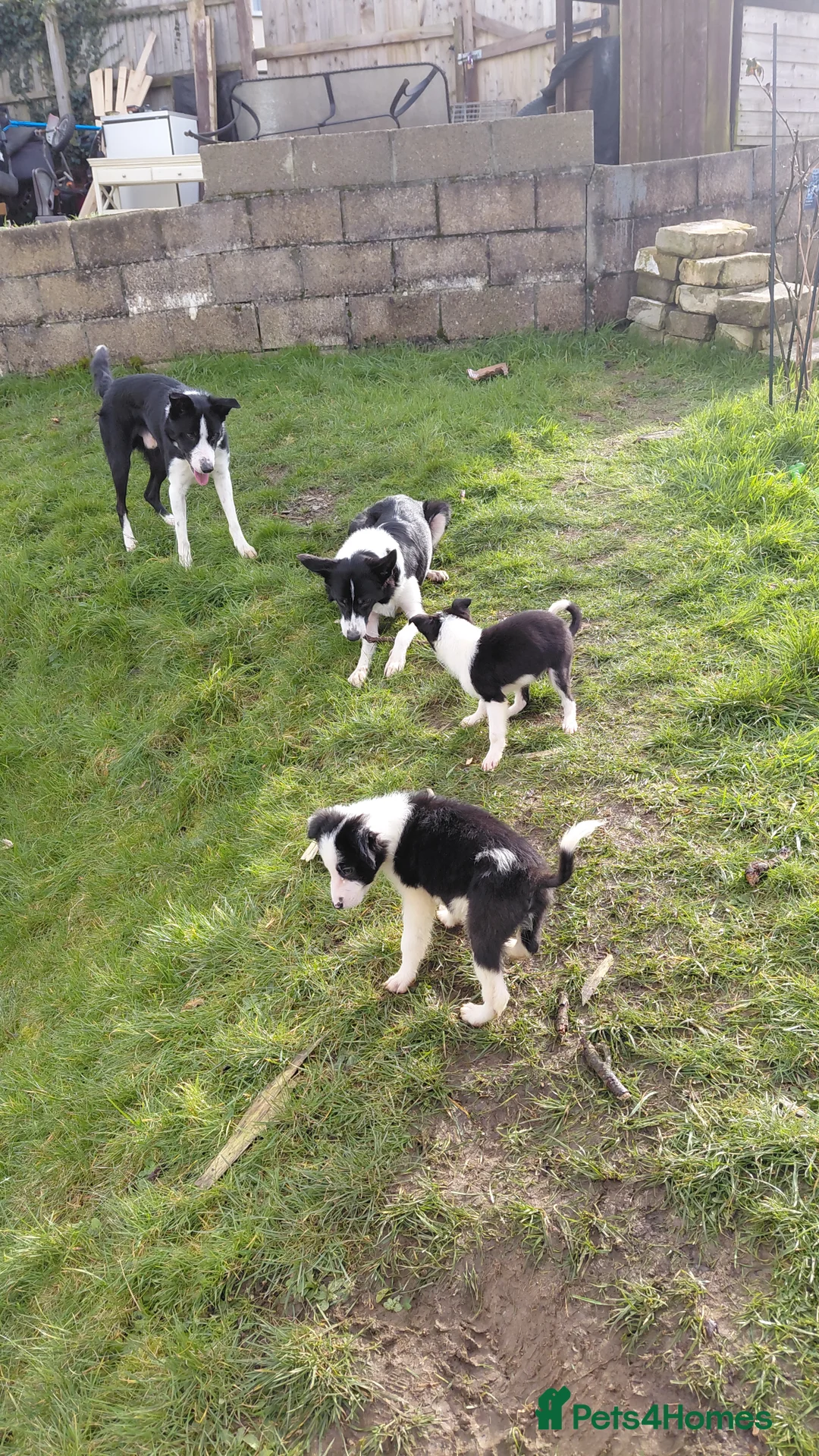 Border Collie dogs for sale: Border collie puppies tris + b/w - Advert 1