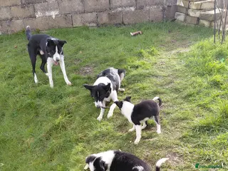 Border Collie dogs Border collie puppies tris + b/w - Advert 1