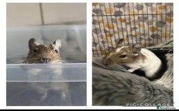 Degus rodents for sale: 2 x Female Degus  - Image 1