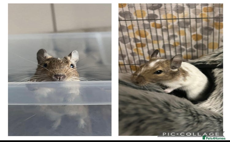 Degus rodents - Advert 14