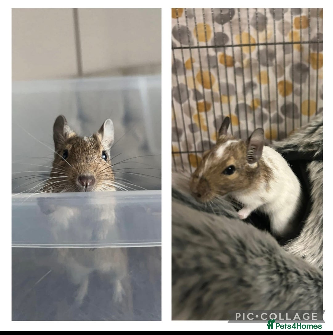 Degus rodents for sale: 2 x Female Degus  - Image 1