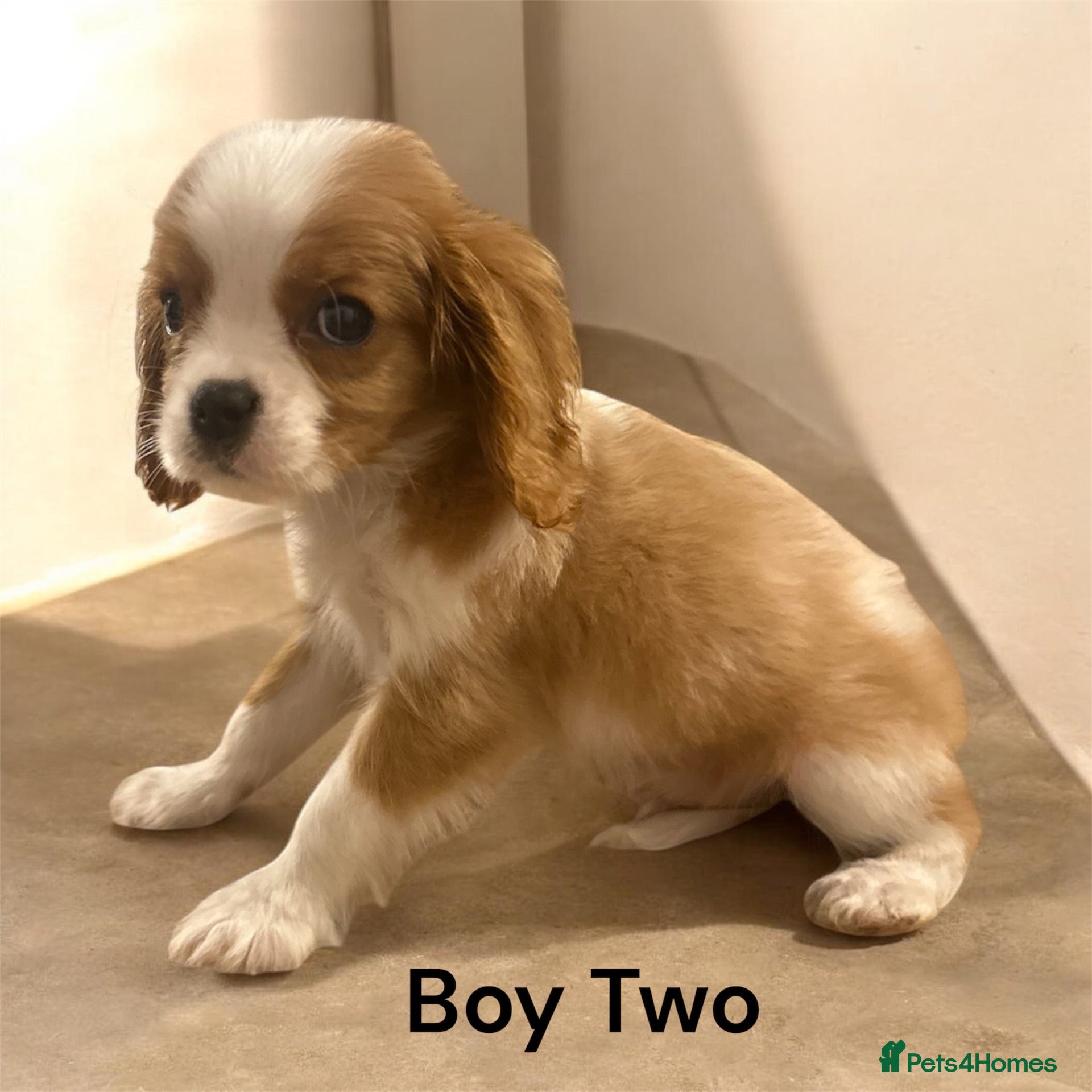 Cavalier King Charles Spaniel dogs ** DNA 🧬 PRA CLEAR CAVALIER KING CHARLES PUPPIES  - Advert 4