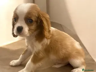 Cavalier King Charles Spaniel dogs ** DNA 🧬 PRA CLEAR CAVALIER KING CHARLES PUPPIES - Advert 4
