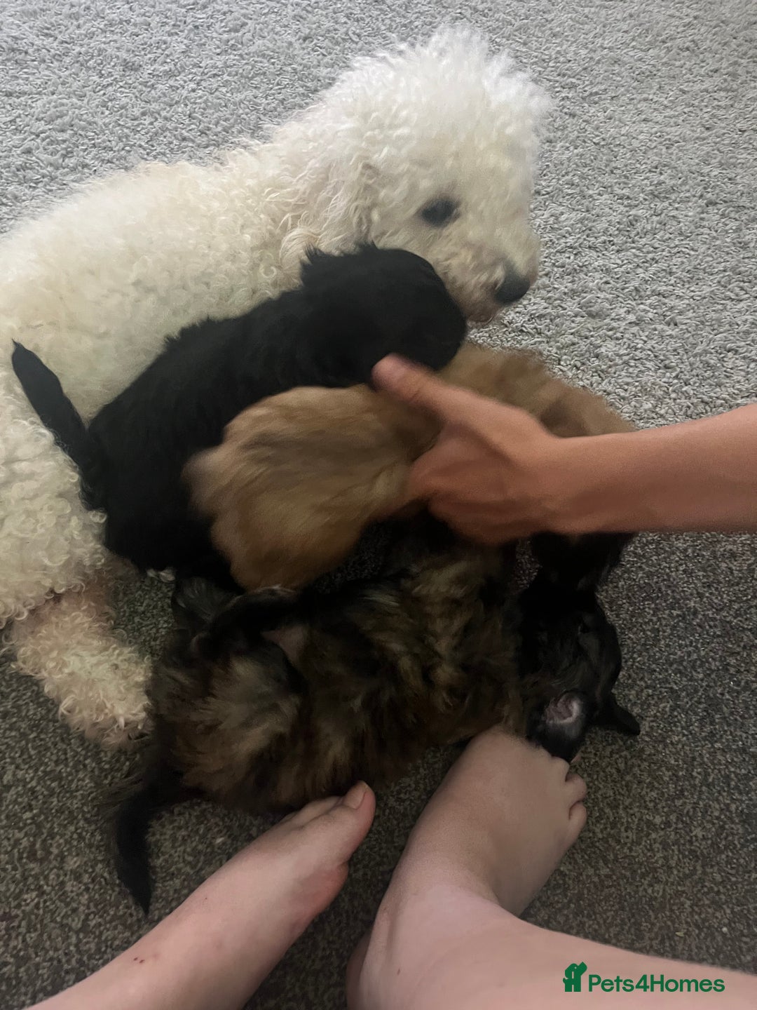 Mixed Breed dogs for sale: Two puppies 9 weeks old  - Image 5