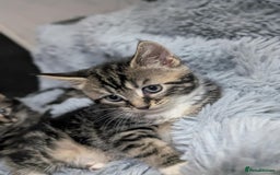 Mixed Breed cats for sale: Four kittens for sale  - Advert 12