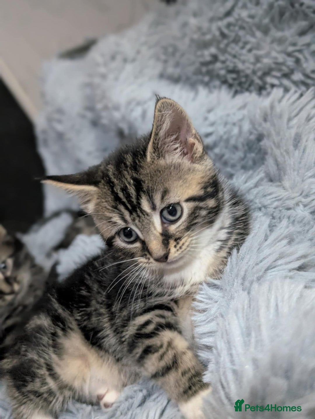 Mixed Breed cats for sale: Four kittens for sale  - Advert 12