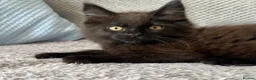 Maine Coon cats for sale: Maine Coon Kittens - Advert 2