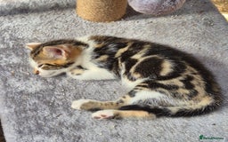 Bengal cats for sale: Bengal Cross Kittens - Image 7