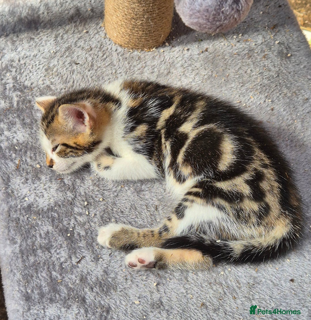 Bengal cats for sale: Bengal Cross Kittens - Image 7