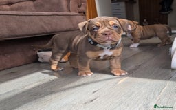 Olde English Bulldogge dogs for sale: READY NEXT WEEK! - OEB Puppies NEBBR ✅ 3rd Gen - Image 12