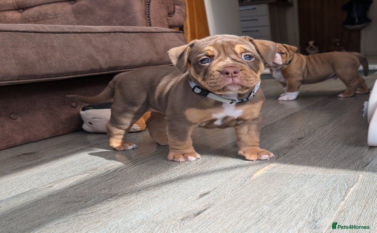 Olde English Bulldogge dogs - Advert 1