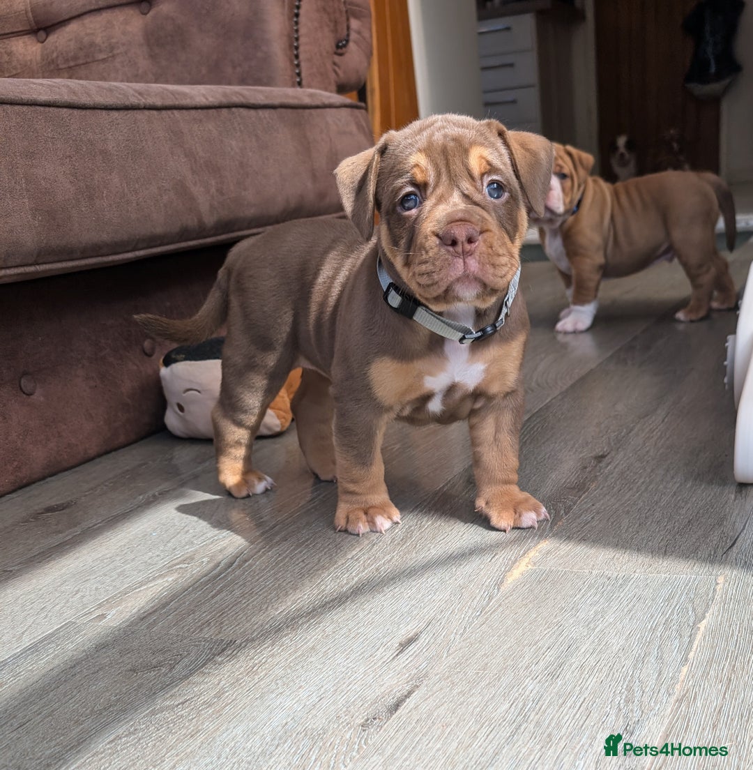 Olde English Bulldogge dogs for sale: READY NEXT WEEK! - OEB Puppies NEBBR ✅ 3rd Gen - Image 12