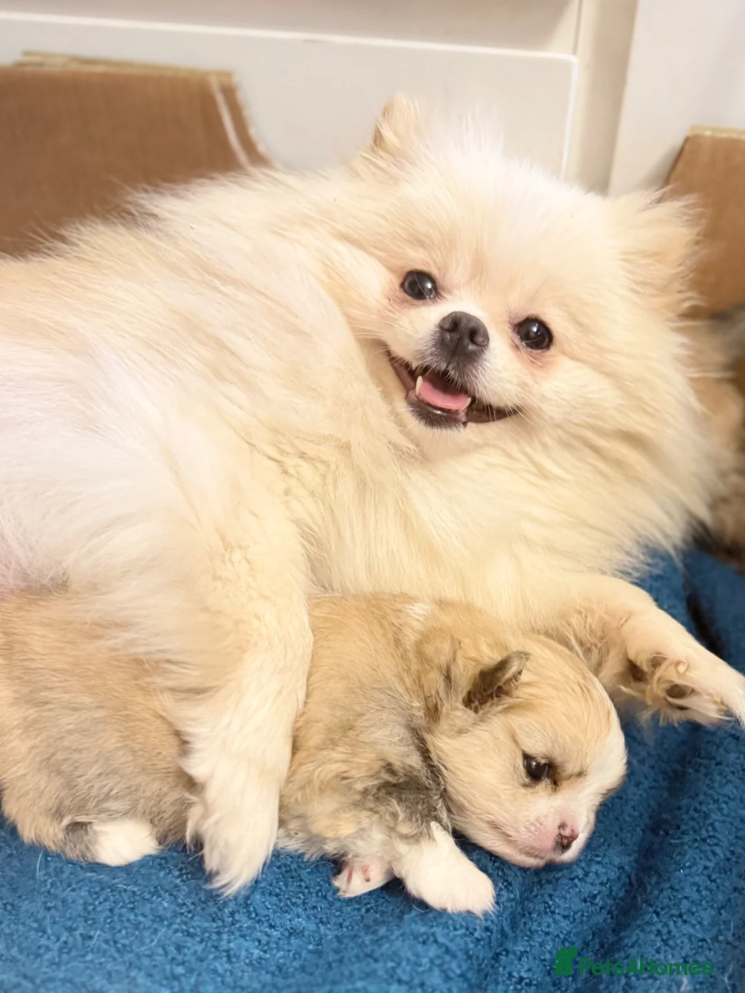 Pomeranian dogs for sale: KC Registered Pure Pomeranian,Teddy Bear Type in Livingston - Advert 1