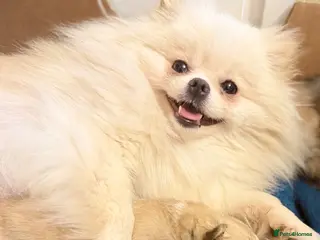 Pomeranian dogs KC Registered Pure Pomeranian,Teddy Bear Type - Advert 2