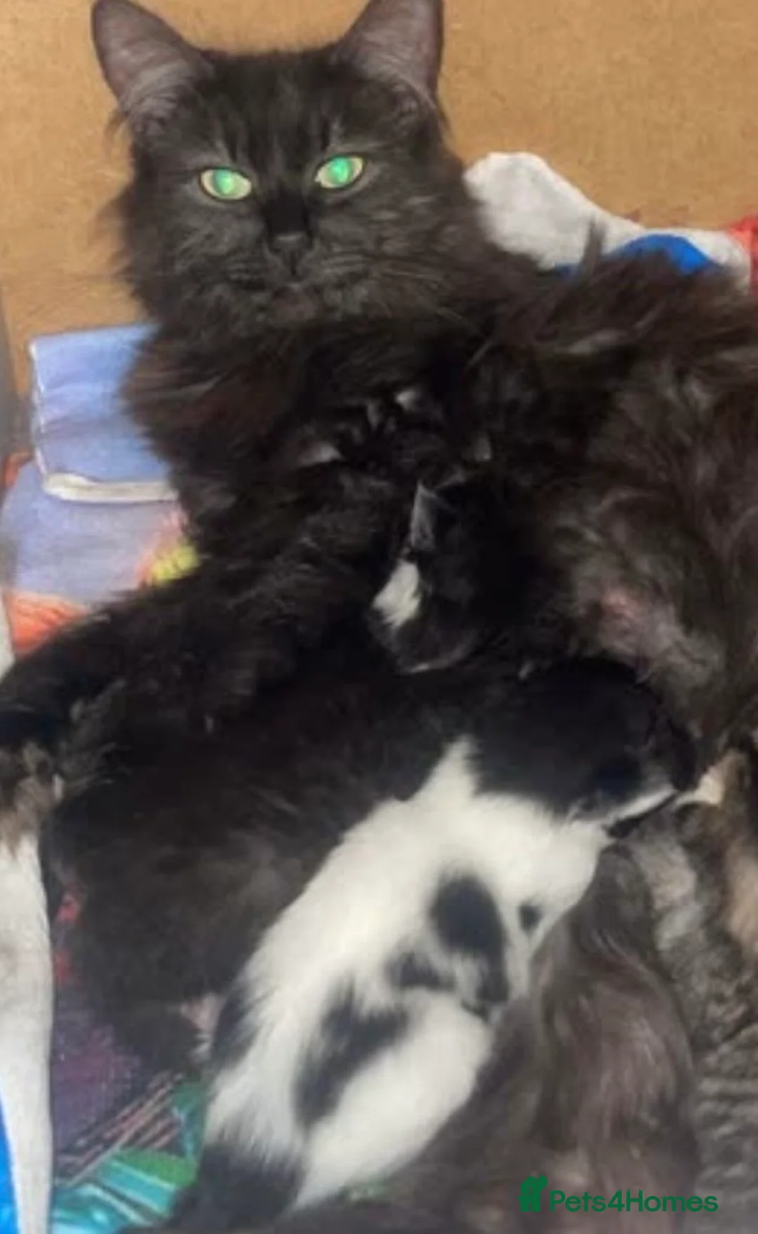 Mixed Breed cats for sale: 3 beautiful kittens in dartford - Advert 5
