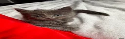 Russian Blue cats for sale: Russian blue x tabby cute kittens  - Advert 11