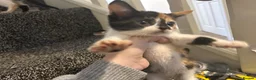 Mixed Breed cats for sale: Kittens for sale  in Bedworth - Advert 4