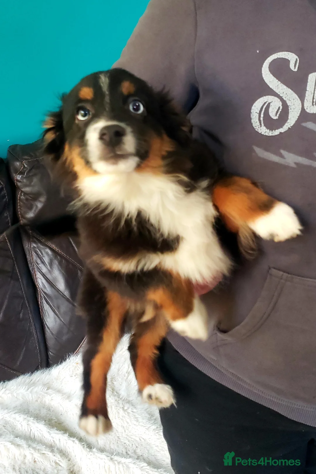 Australian Shepherd dogs for sale: Male Miniature Australian Shepherds ASDRegistered - Advert 2