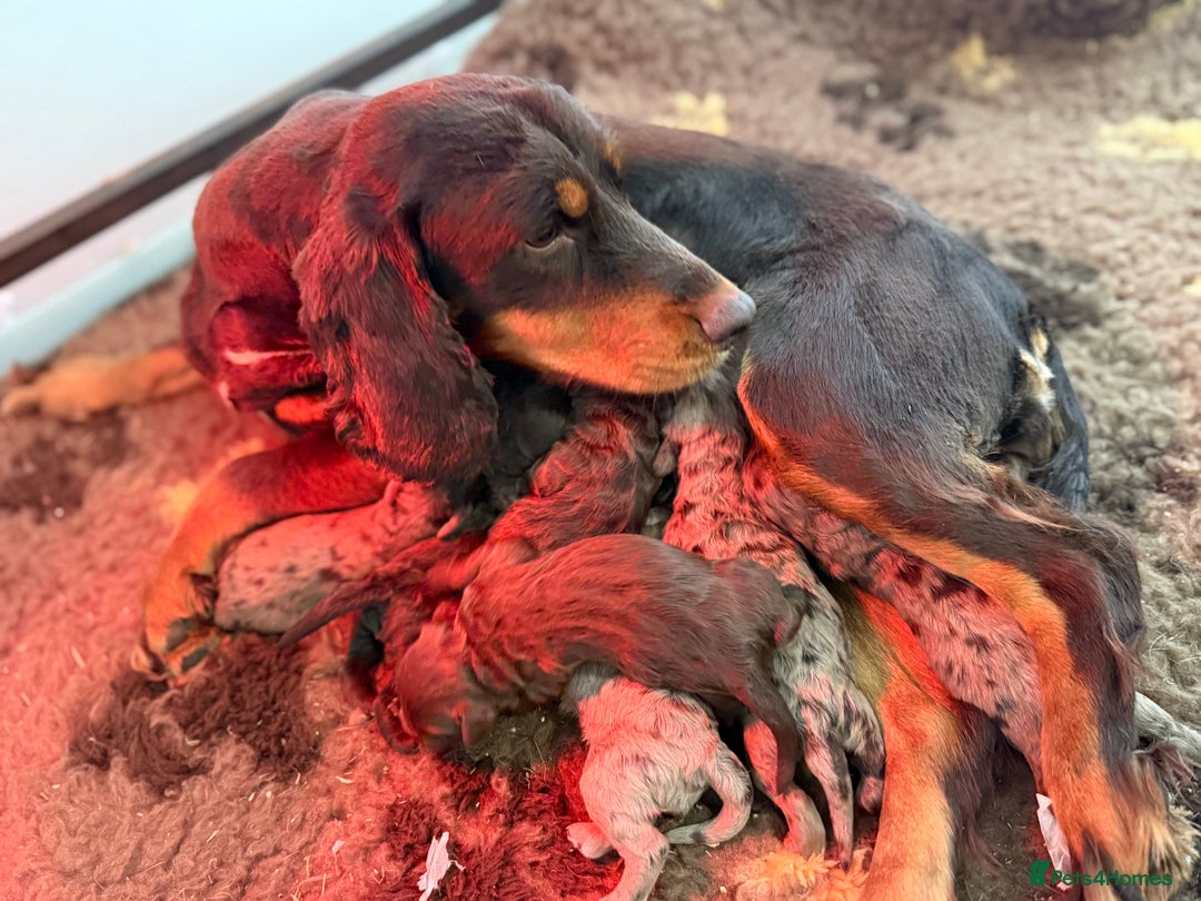 Cockapoo dogs for sale: Merle & Chocolate Cockapoo puppies - Image 10