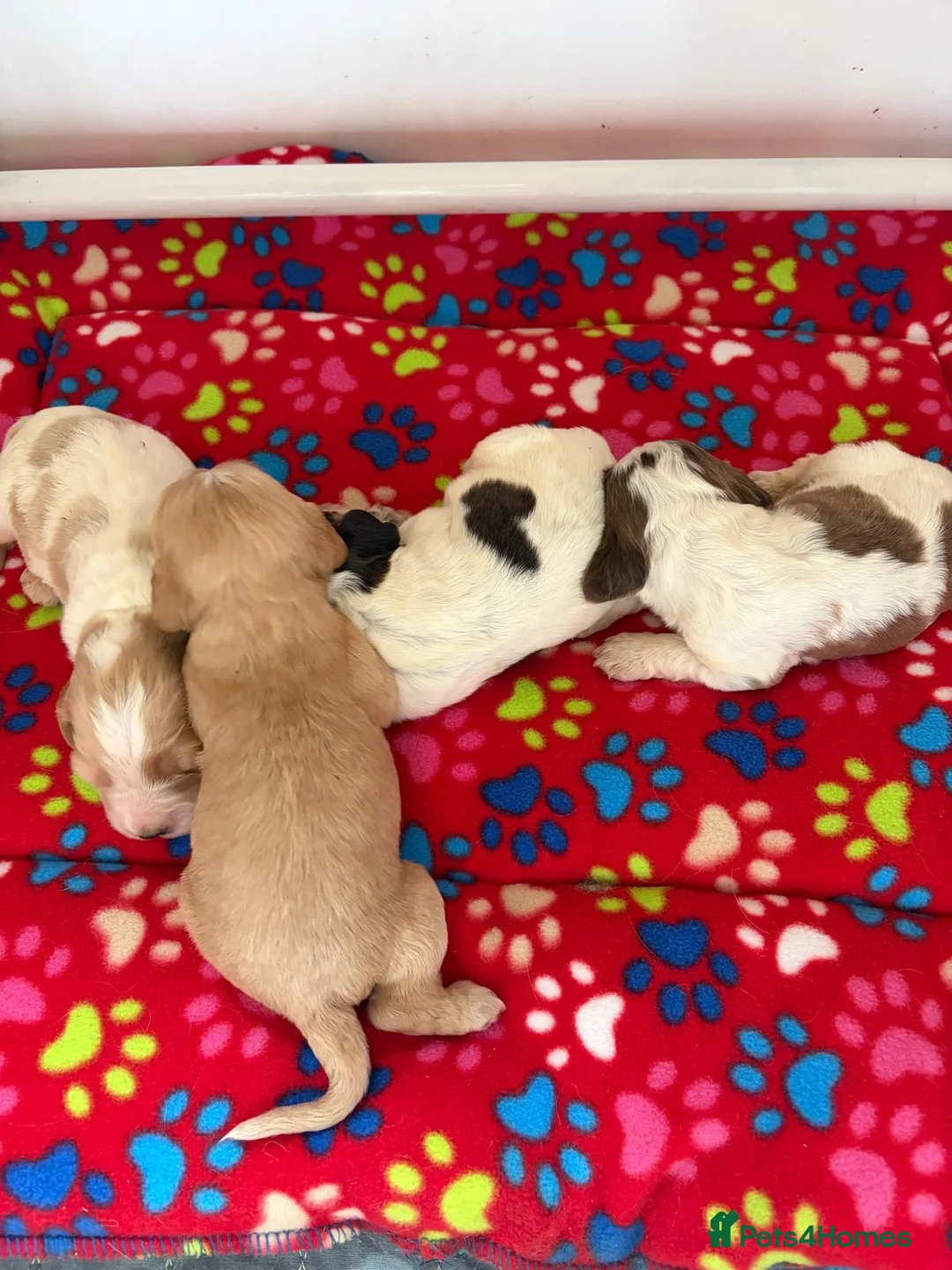 Cocker Spaniel dogs for sale: KC Show Cocker Spaniels - Advert 1